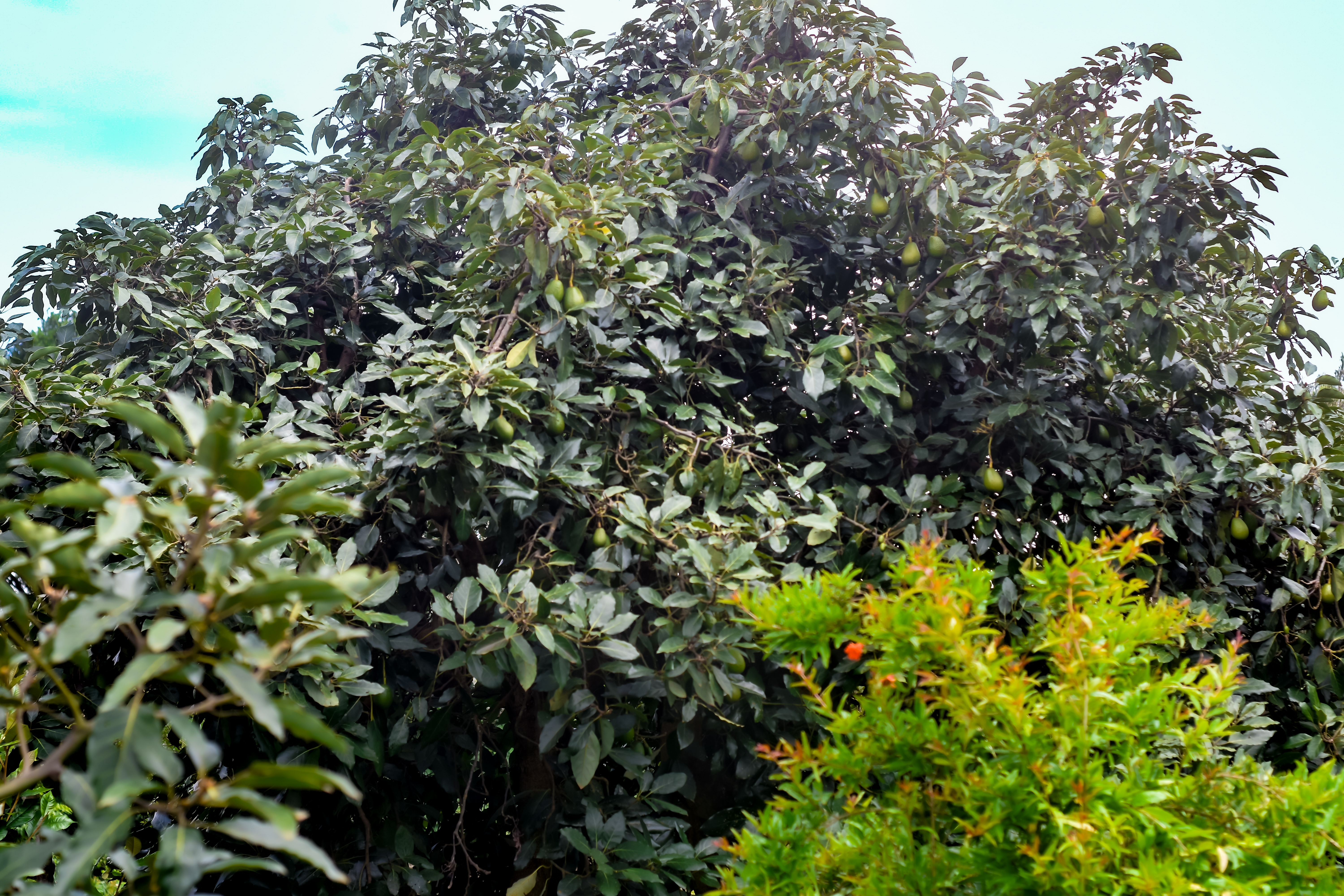 Premium Avocado Seedlings in Nursery Bags