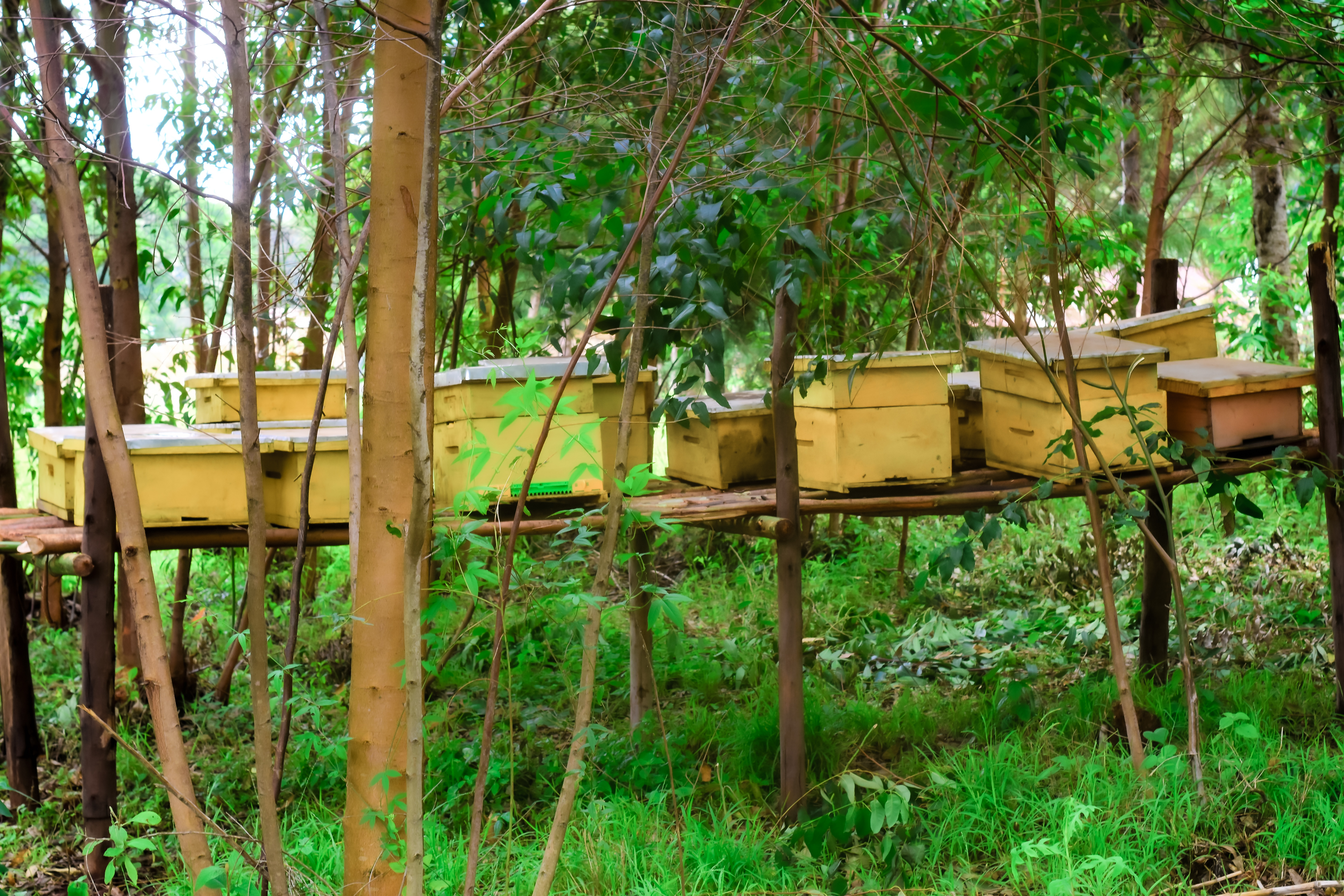 Beehives for Avocado Pollination